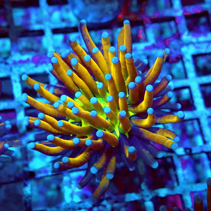 Euphyllia Gold Joker Torch Premium