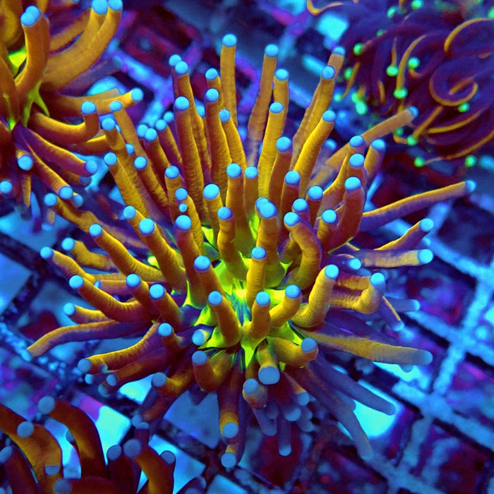 Euphyllia Gold Joker Torch Premium