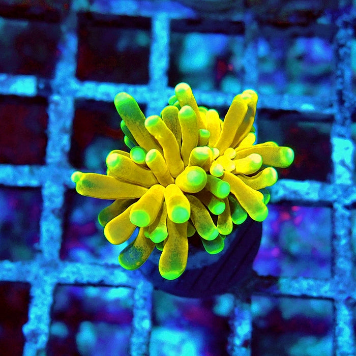Euphyllia Tiger Torch