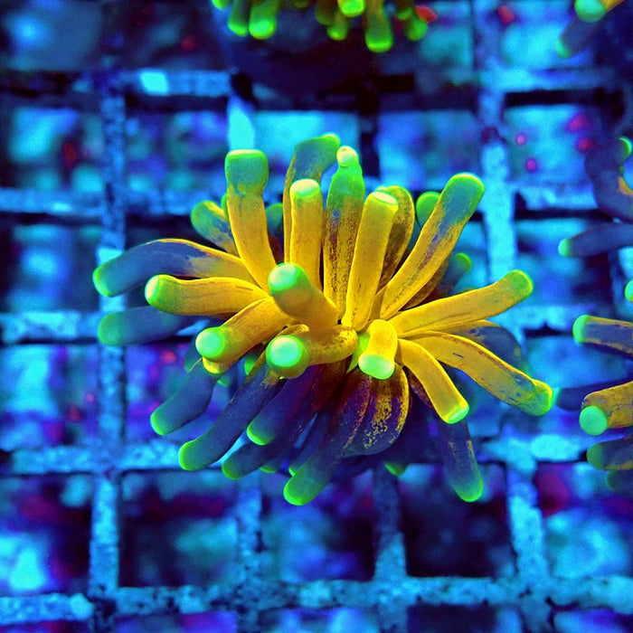 Euphyllia Tiger Torch