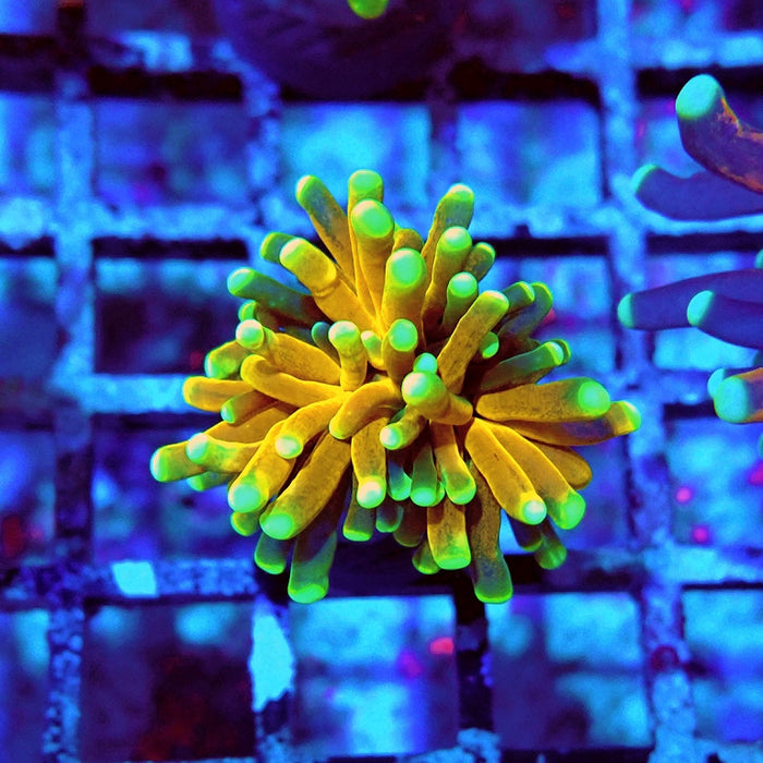 Euphyllia Tiger Torch