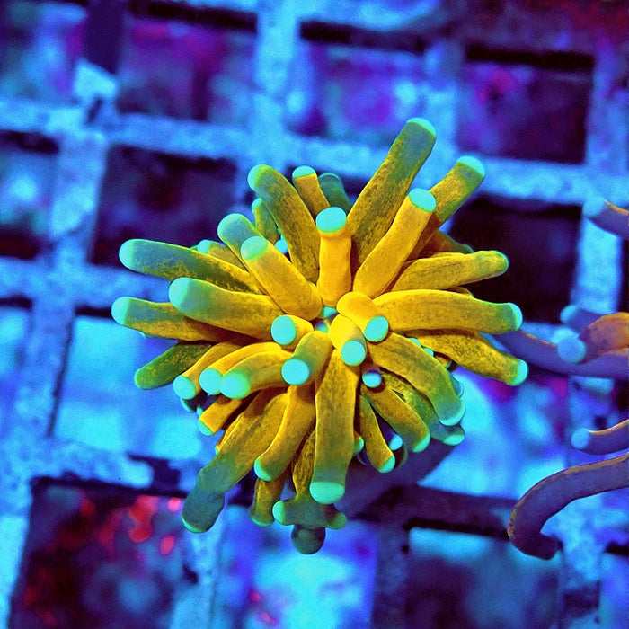 Euphyllia Tiger Torch