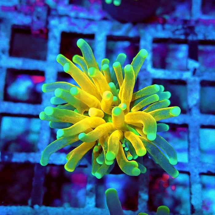 Euphyllia Tiger Torch