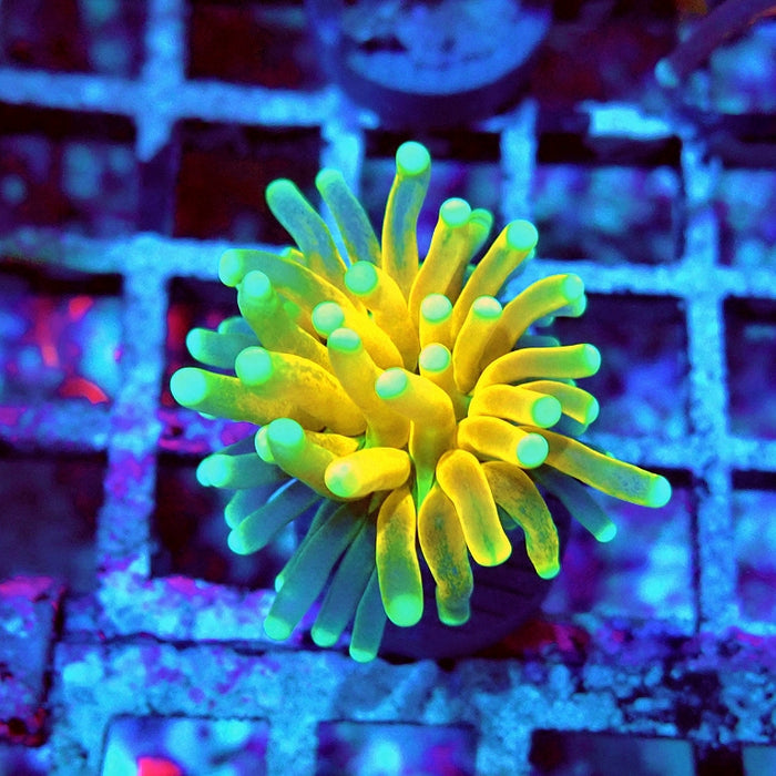 Euphyllia Tiger Torch