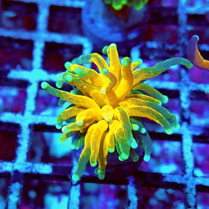 Euphyllia Tiger Torch