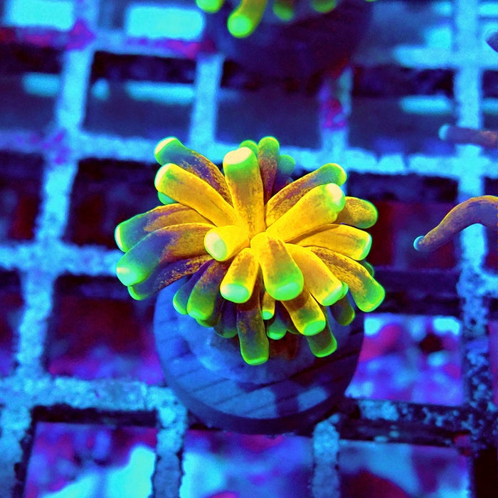 Euphyllia Tiger Torch