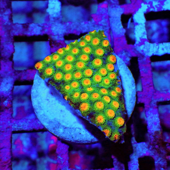 Cyphastrea Frag
