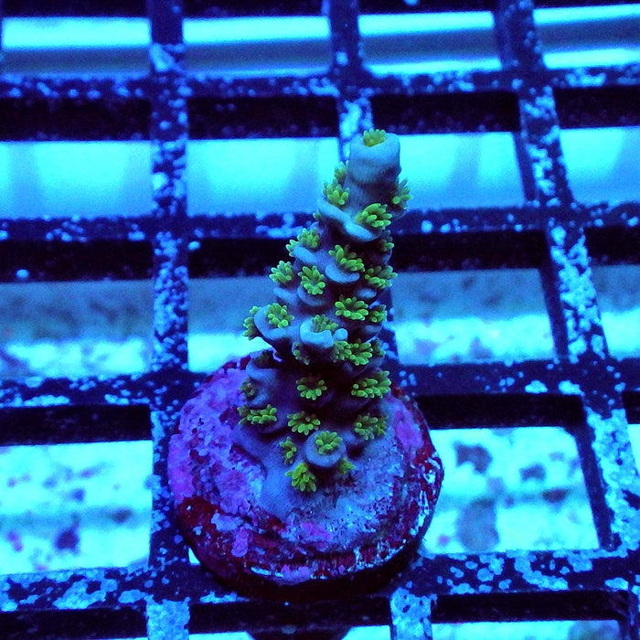 REx Blue-Green Tenuis Acro