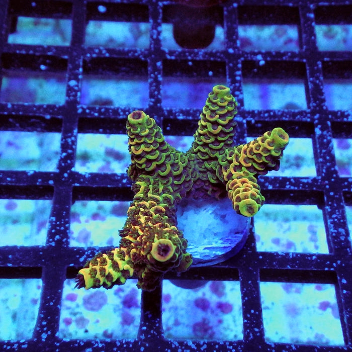 Acro Frag Aquaculture