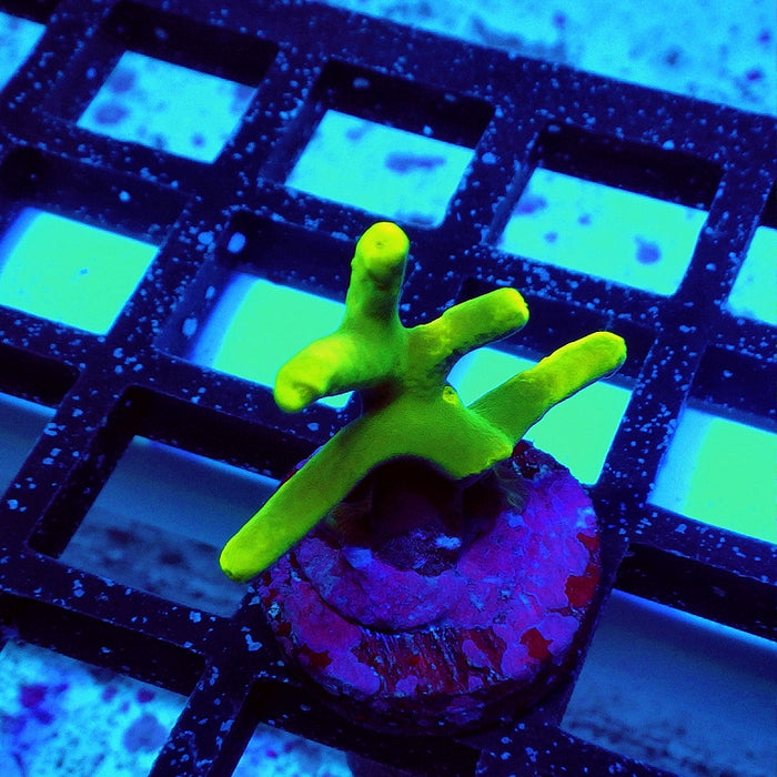 Acro Frag Aquaculture