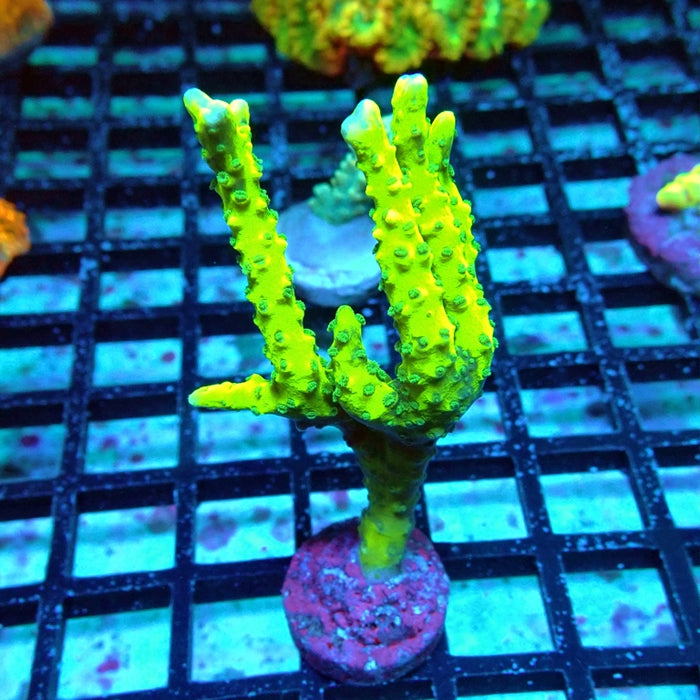 Anacropora Mustard
