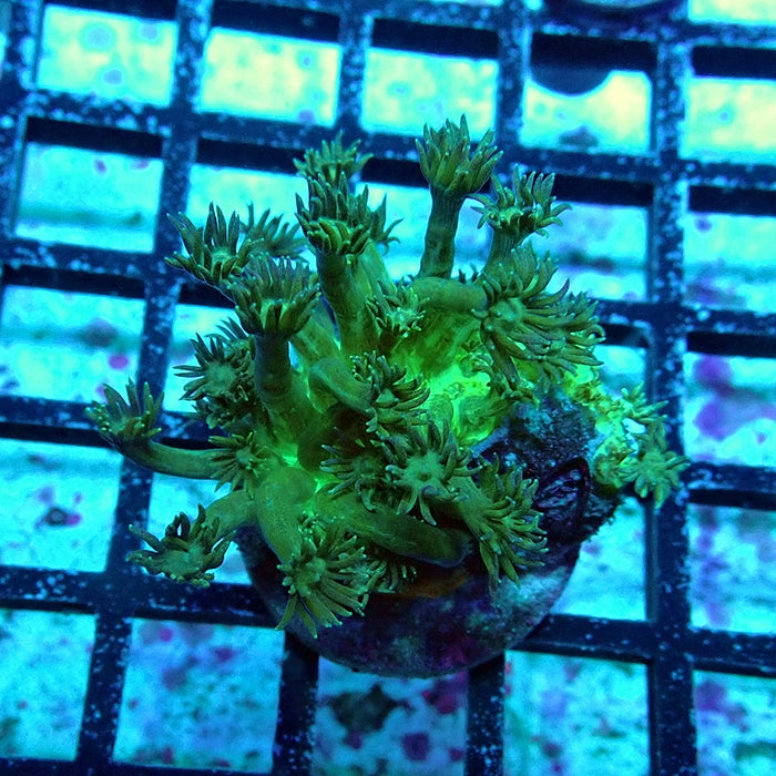 Goniopora