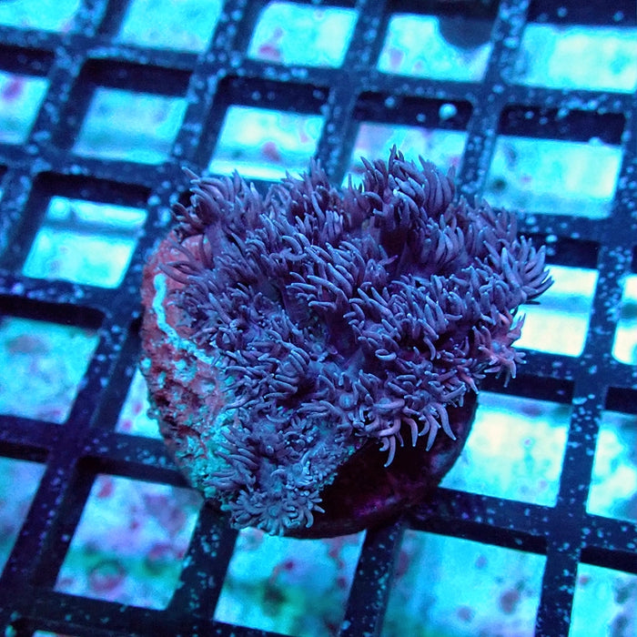 Goniopora