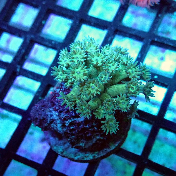 Goniopora