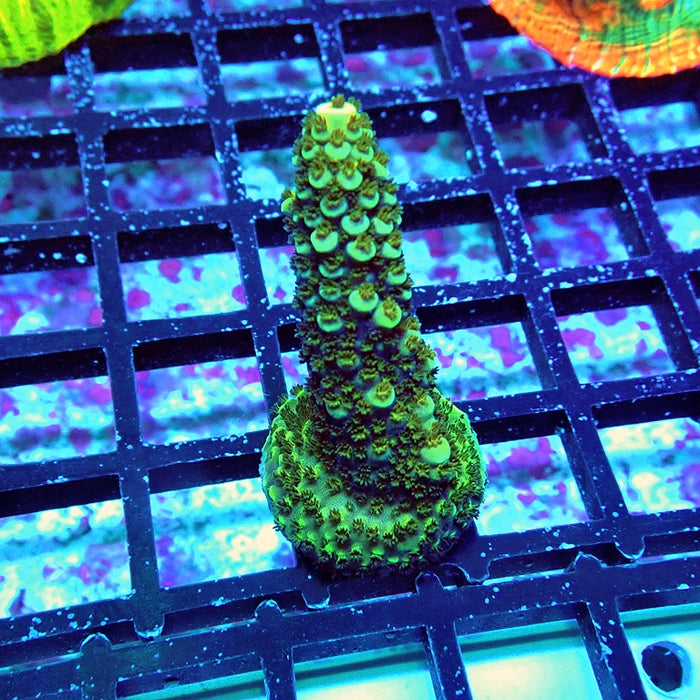 Acro Frag Aquaculture