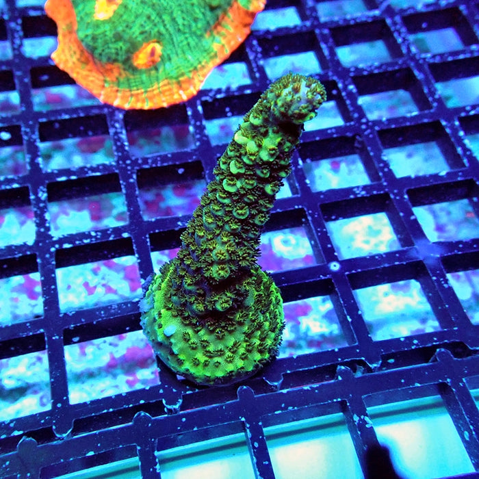 Acro Frag Aquaculture