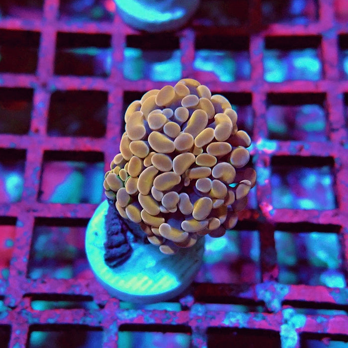 Euphyllia Pink Branch Hammer
