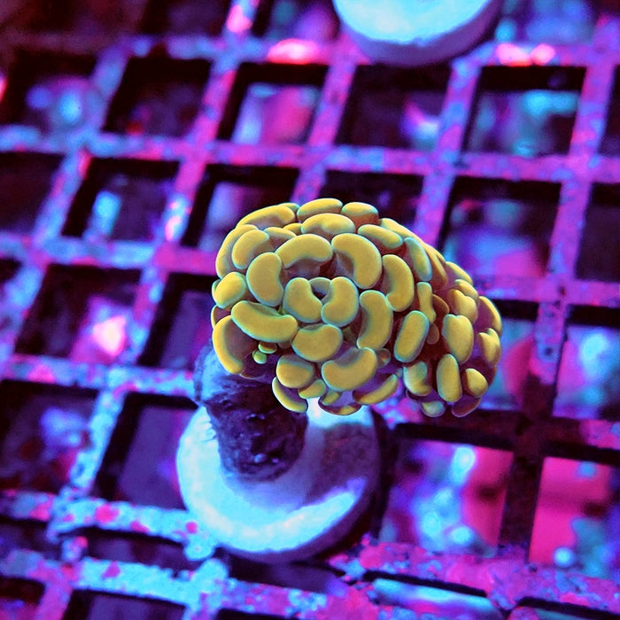 Euphyllia Yellow Branch Hammer