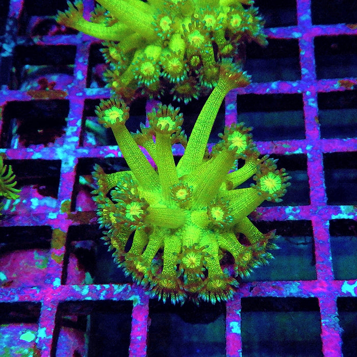 Ultra Glitter Goniopora Green-Orange