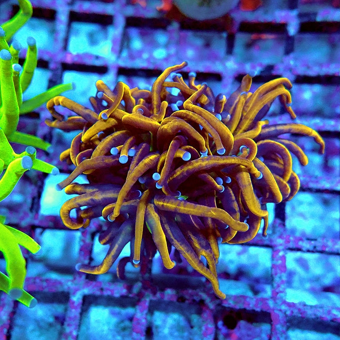 Euphyllia Hell Fire Torch