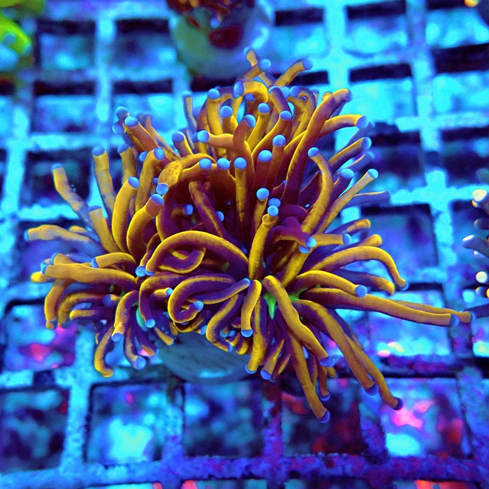 Euphyllia Hell Fire Torch