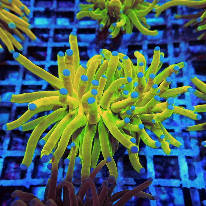 Euphyllia Holy Grail Torch Premium (Will Color Up More)