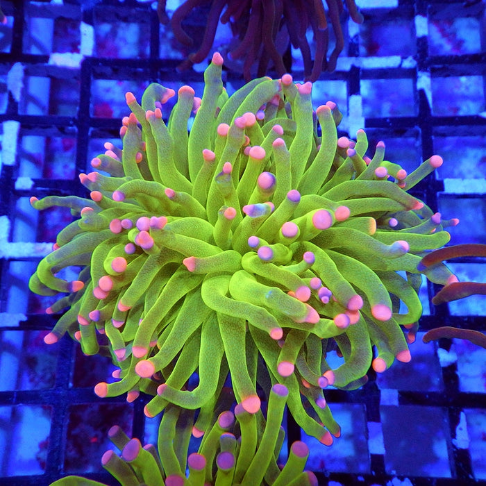 Super Ultra Green Bright Pink Tip Torch Unique