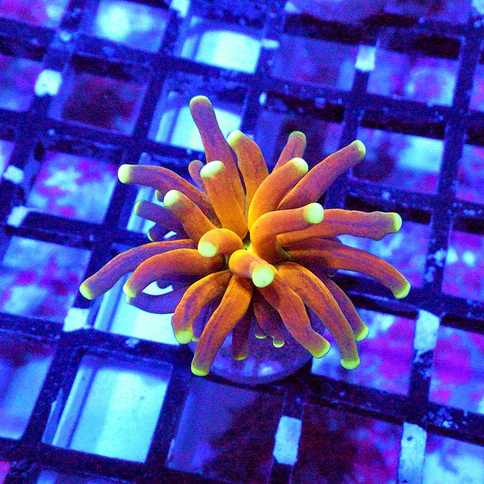 Super Ultra Tiger Torch Tricolor