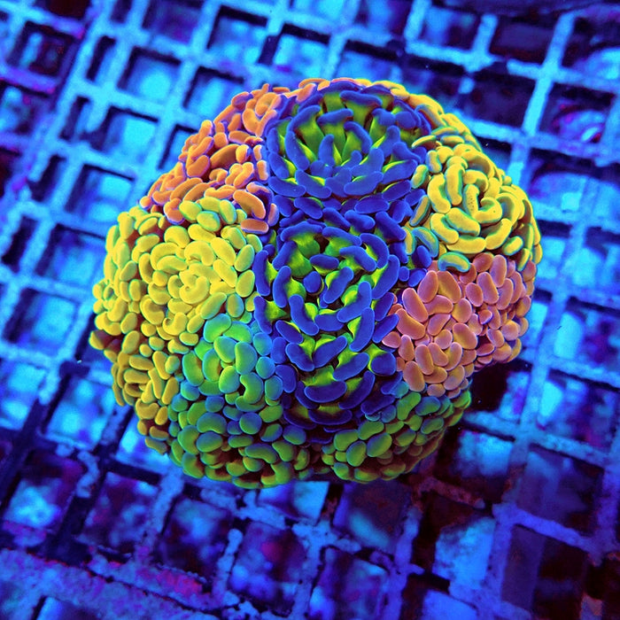 Euphyllia Rainbow Mix Branch Hammer