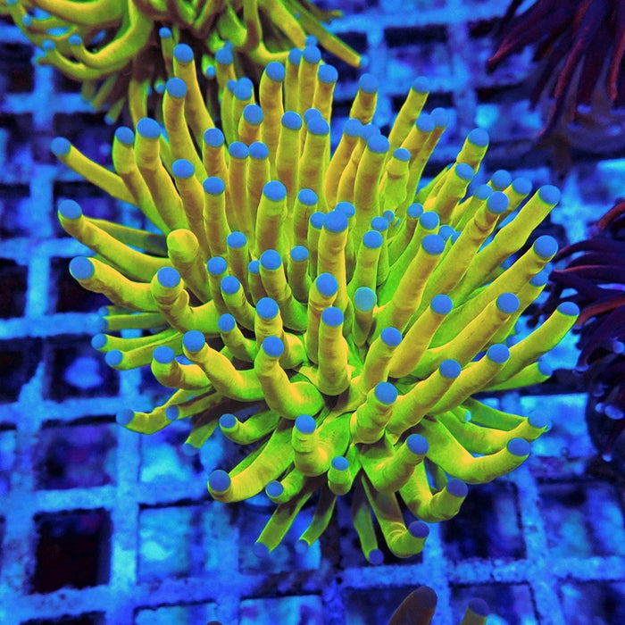Euphyllia Holy Grail Torch Premium (Will Color Up More)