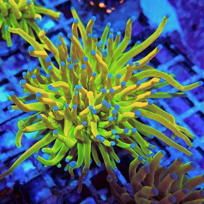 Euphyllia Holy Grail Torch Premium (Will Color Up More)