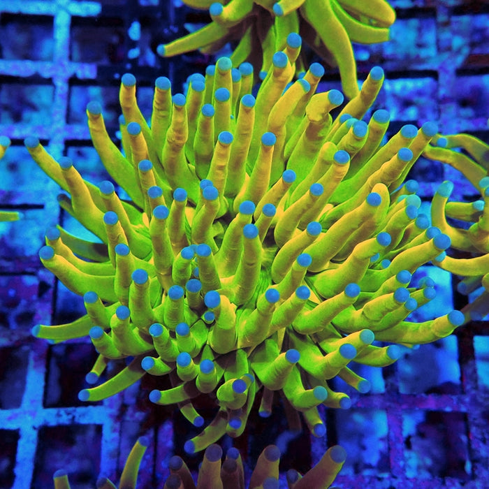Euphyllia Holy Grail Torch Premium (Will Color Up More)