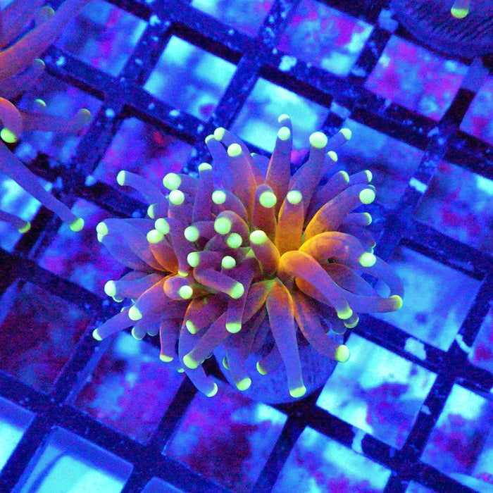 Ultra Tiger Torch Tricolor