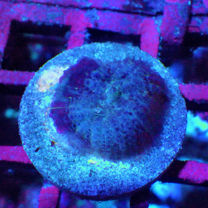 Blue Rhodactis