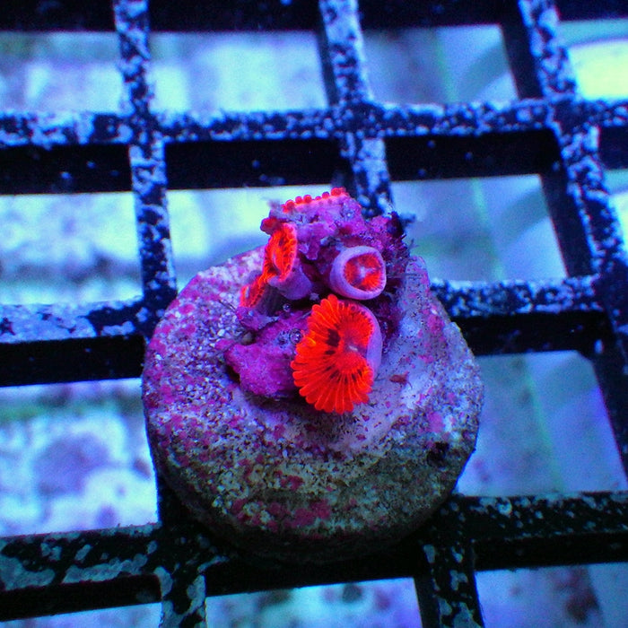 Ultra Zoas Frag