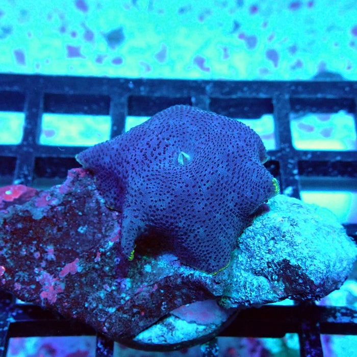 Blue Rhodactis