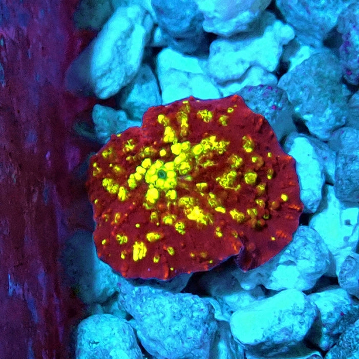 Unique RAR Mushroom