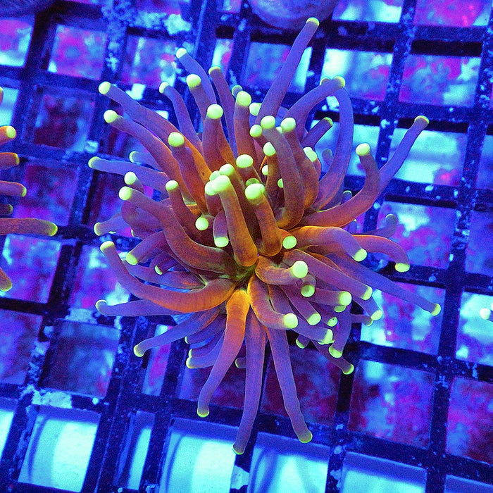 Ultra Tiger Torch Tricolor