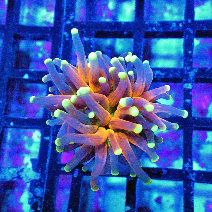 Ultra Tiger Torch Tricolor