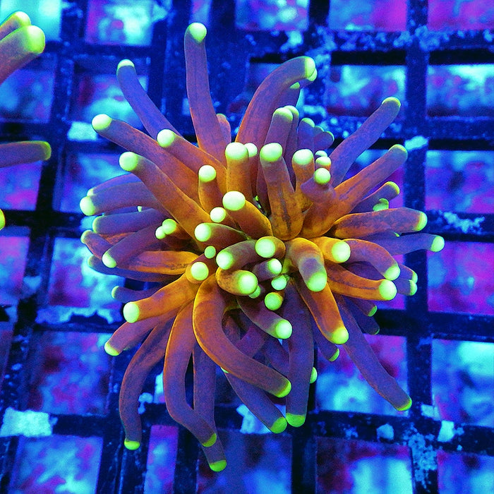 Ultra Tiger Torch Tricolor