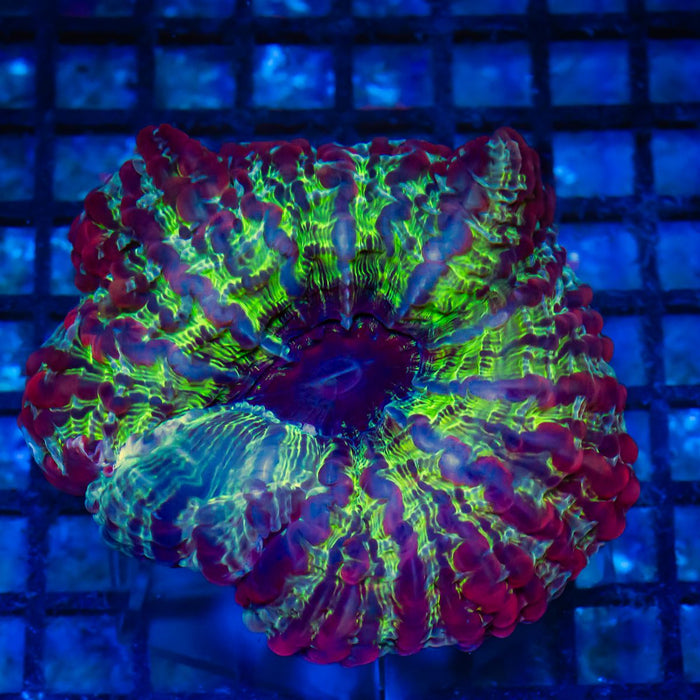 Indophyllia Super Ultra