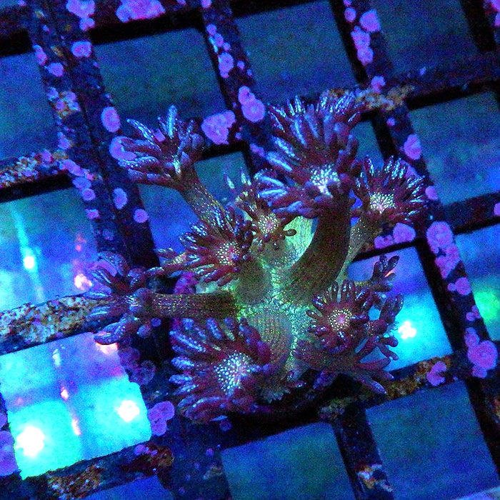 Goniopora Super Ultra Glitter 0084