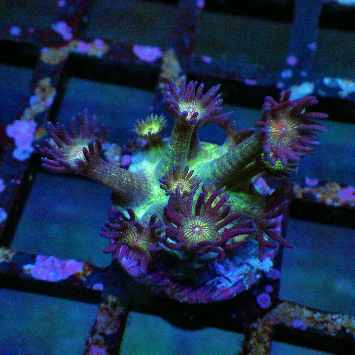 Goniopora Super Ultra Glitter 0085