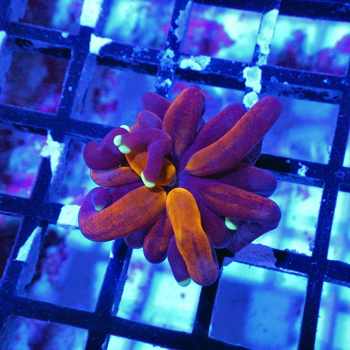 Premium Bright Tiger Torch (RAR Twisted Polyps)
