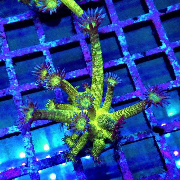 Super Ultra Glitter Goniopora