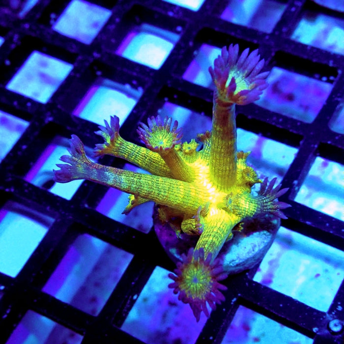 Super Ultra Glitter Goniopora