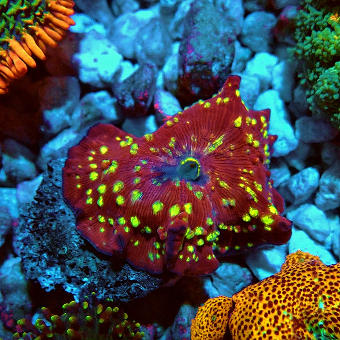 Unique RAR Mushroom