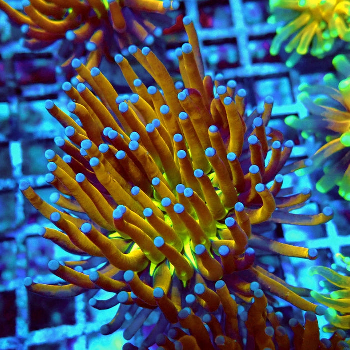 Euphyllia Gold Joker Torch Premium