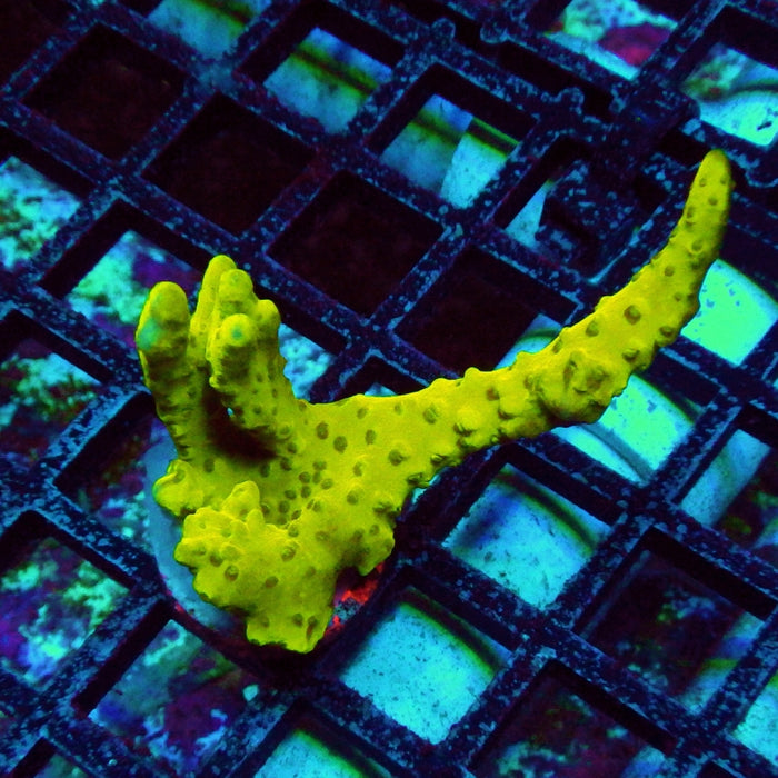 Anacropora Mustard