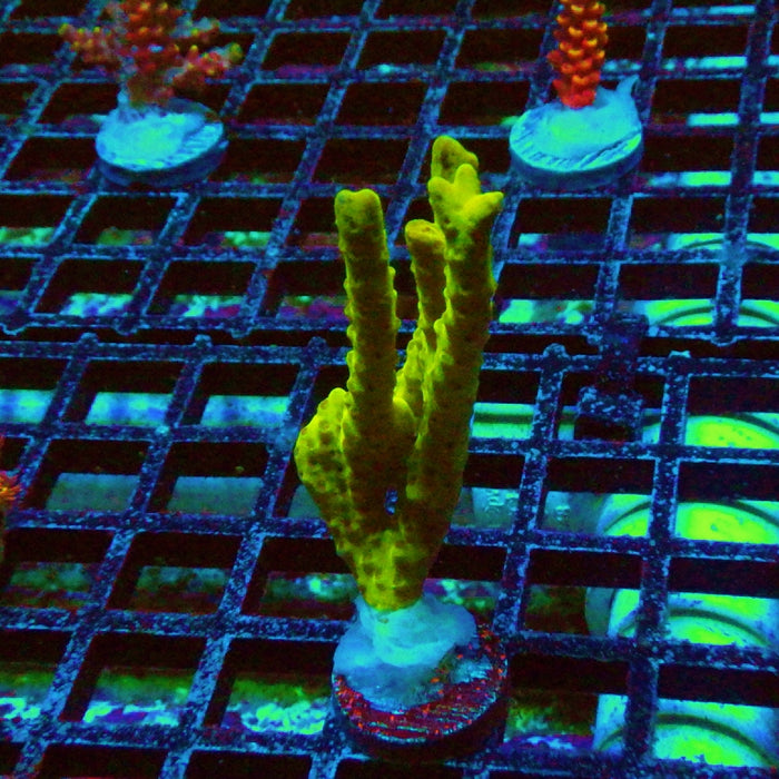 Anacropora Mustard